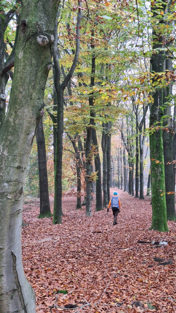 Boswandeling ede wageningen trektocht