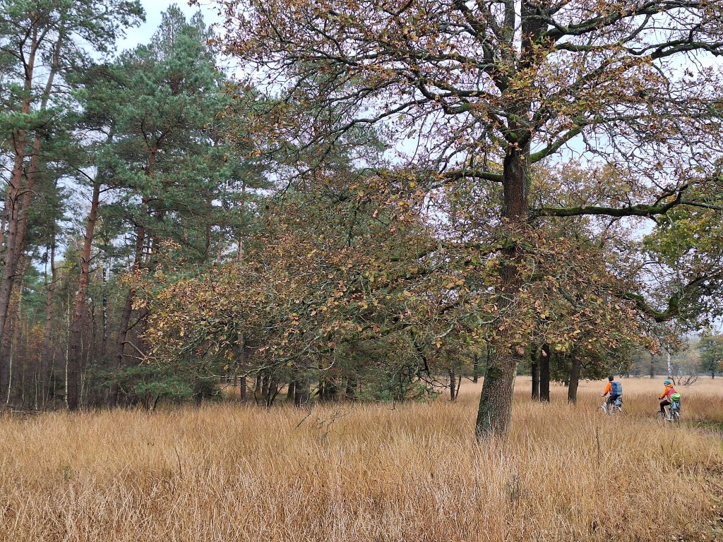 Nationaal park Hoge Veluwe wandelen kamperen